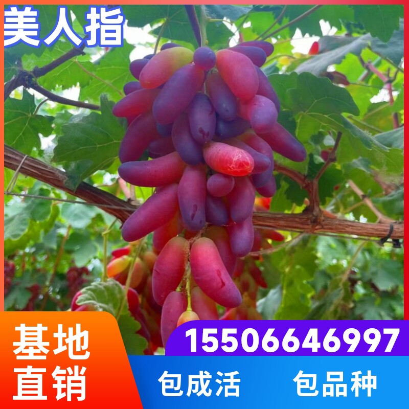 美人指葡萄苗地栽盆栽爬藤红美人指树葡萄南北方种植无核葡萄树苗