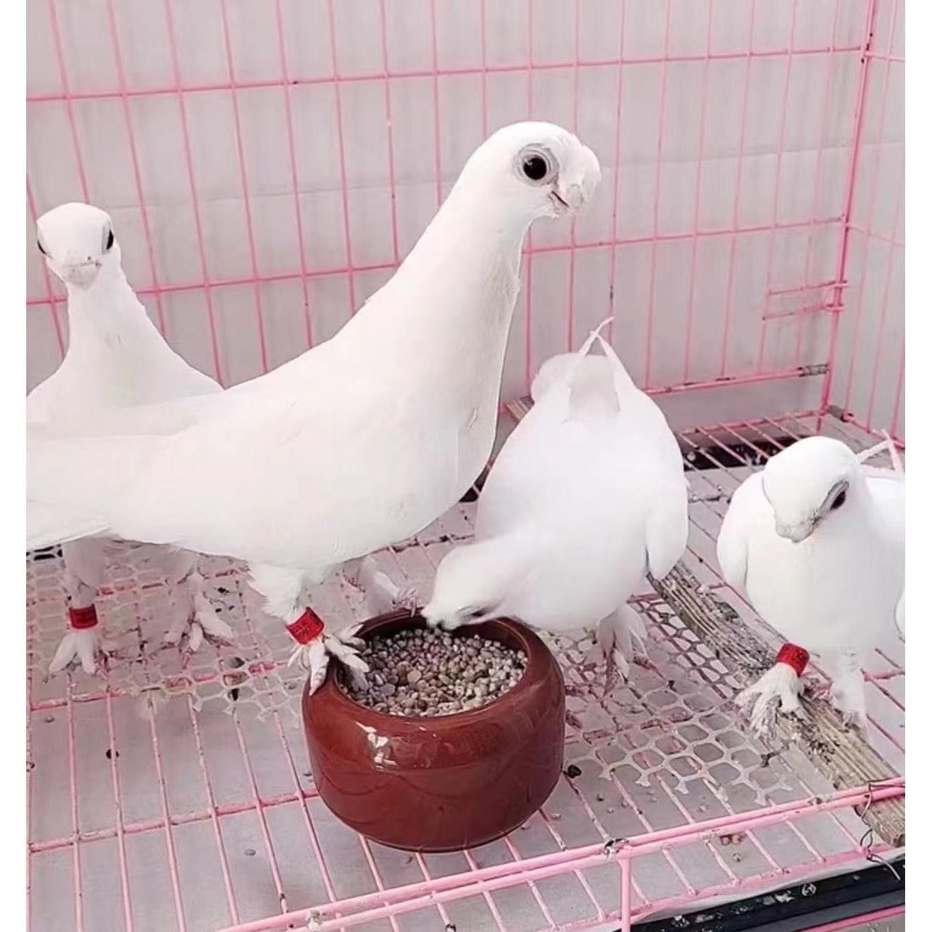 新疆系短嘴观赏鸽豆眼白种鸽青年一对活体