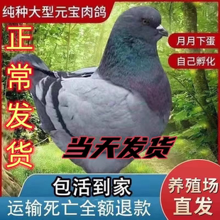 元宝可养8斤正宗大体元宝鸽公斤鸽观赏鸽种鸽一对活物纯种元宝鸽