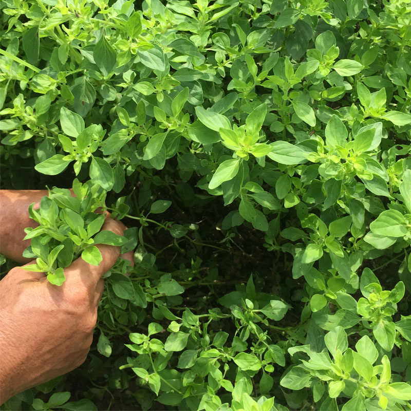 新鲜荆芥菜大叶荆芥叶2斤包邮湖北土特产野菜新鲜调味菜现摘现发