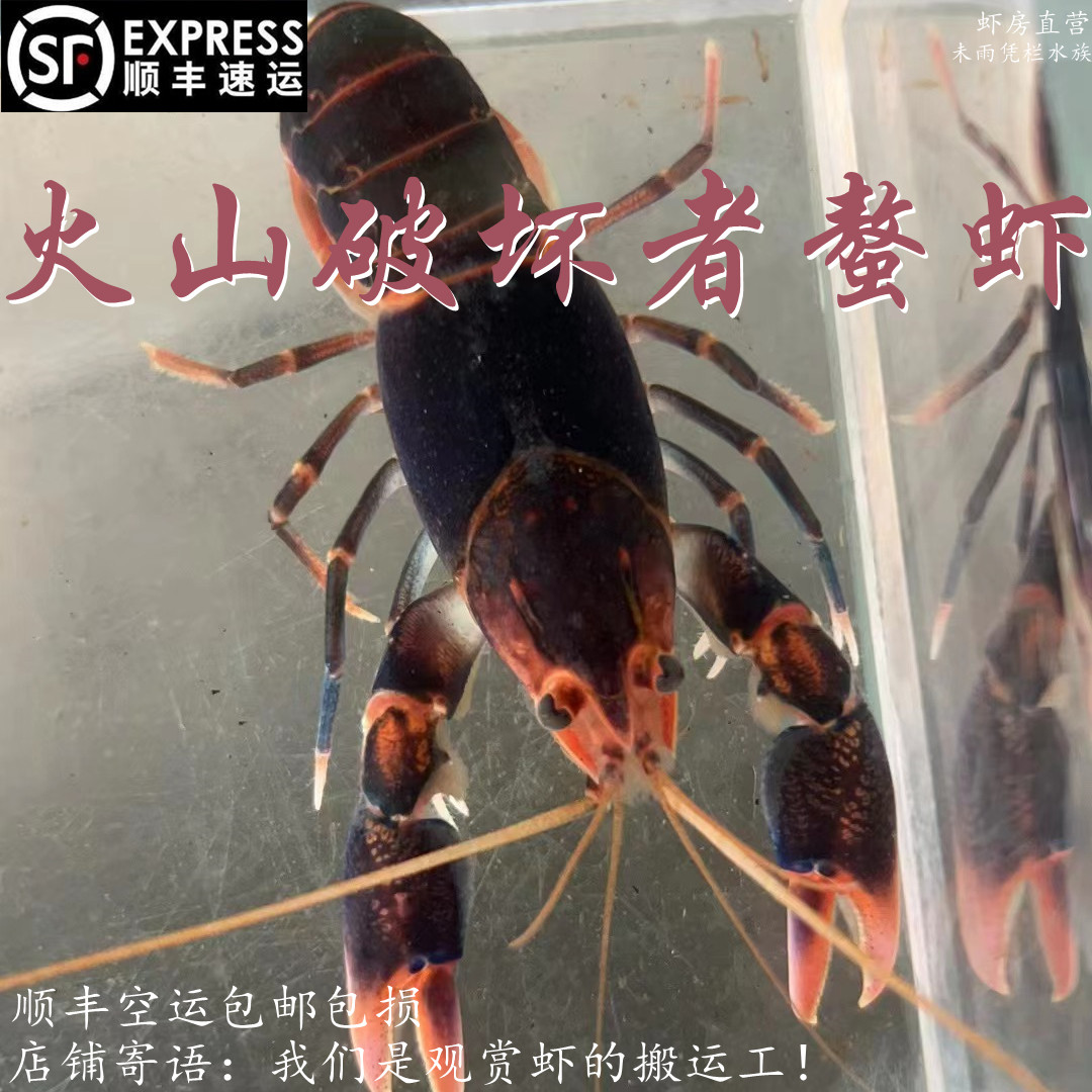 火山破坏者鳌虾  一对 7-8cm 顺丰空运包邮包损 淡水观赏虾鳌虾