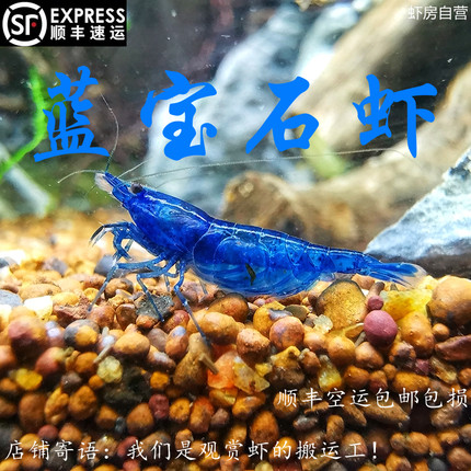 蓝宝石虾德系蓝钻石虾淡水观赏虾宠物虾除藻虾包邮包损米虾繁殖组