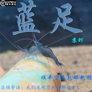 苏虾1 1.8cm 蓝足蜂 淡水苏拉维西虾宠物虾 蓝足 包邮 包损水族