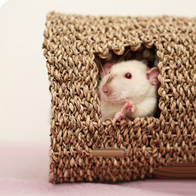 Rosewood 小宠海草/藤条/瓦楞纸隧道啃咬玩耍互动仓鼠