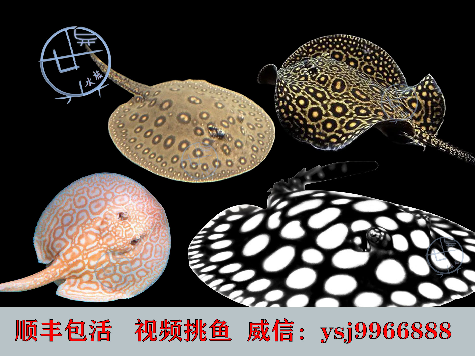 皇冠黑白魟活体珍珠虹黑金白纹黑帝白子米克斯缸鱼龙鱼热带配鱼苗