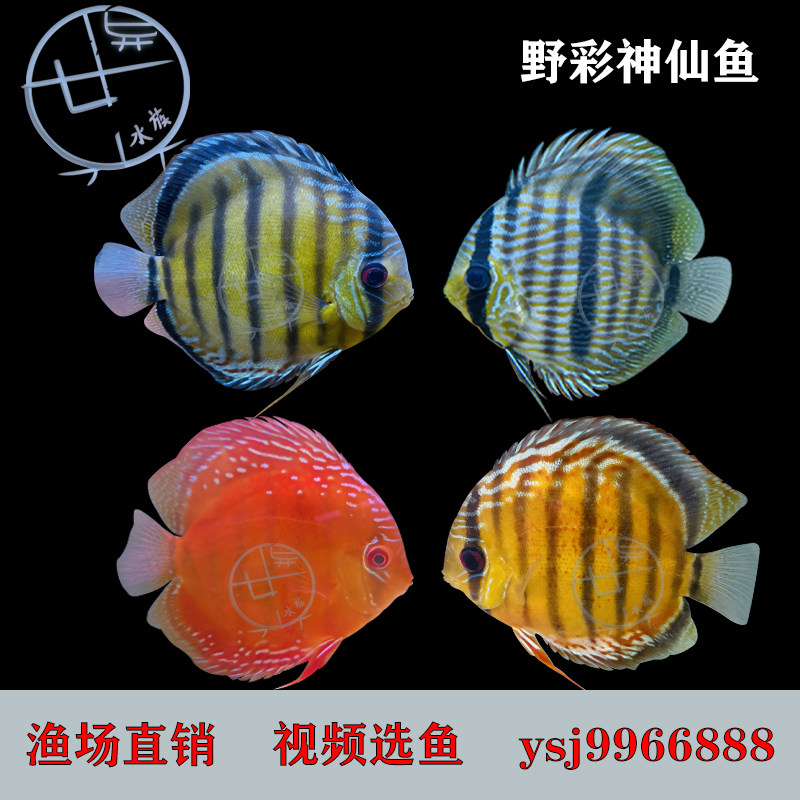 野彩神仙鱼酷睿皮亚cr红彩皇室蓝泰菲红点绿钴蓝黑格尔热带淡水鱼