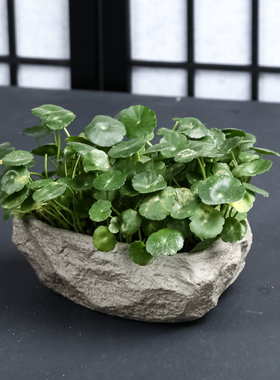 特价水培铜钱草水仙花盆仿石头盆景大号水养碗莲个性创意无孔陶瓷