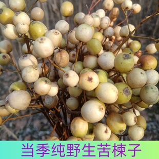 中药材苦楝子树果实新鲜现摘现发