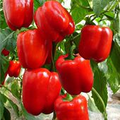 圆椒 柿子椒 总重2斤 红彩椒 4斤 5斤各种规格