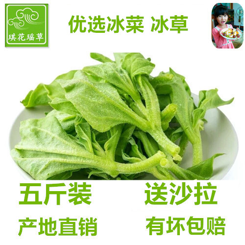 山东新鲜冰草蔬菜当季非洲花冰叶火锅即食生吃沙拉菜凉拌顺丰包邮