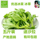 山东新鲜冰草蔬菜当季 非洲花冰叶火锅即食生吃沙拉菜凉拌火锅