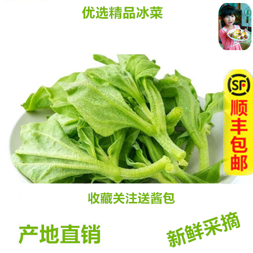 新鲜冰草火锅即食生吃沙拉菜
