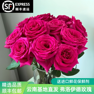 弗洛伊德玫瑰鲜花厄瓜多尔引进云南基地直发高盛AB级水养鲜切花