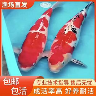 精品活体观赏鱼大型纯血统锦鲤大正红白昭和绯写白写丹顶淡水鱼