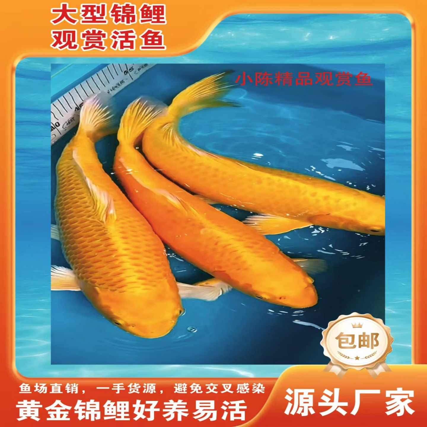 活体观赏鱼大型鱼黄金白金黑金全红火鯉龙凤锦鲤好养耐活包邮包活