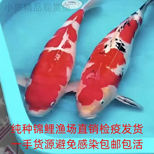 精品活体观赏鱼大型锦鲤纯血统
