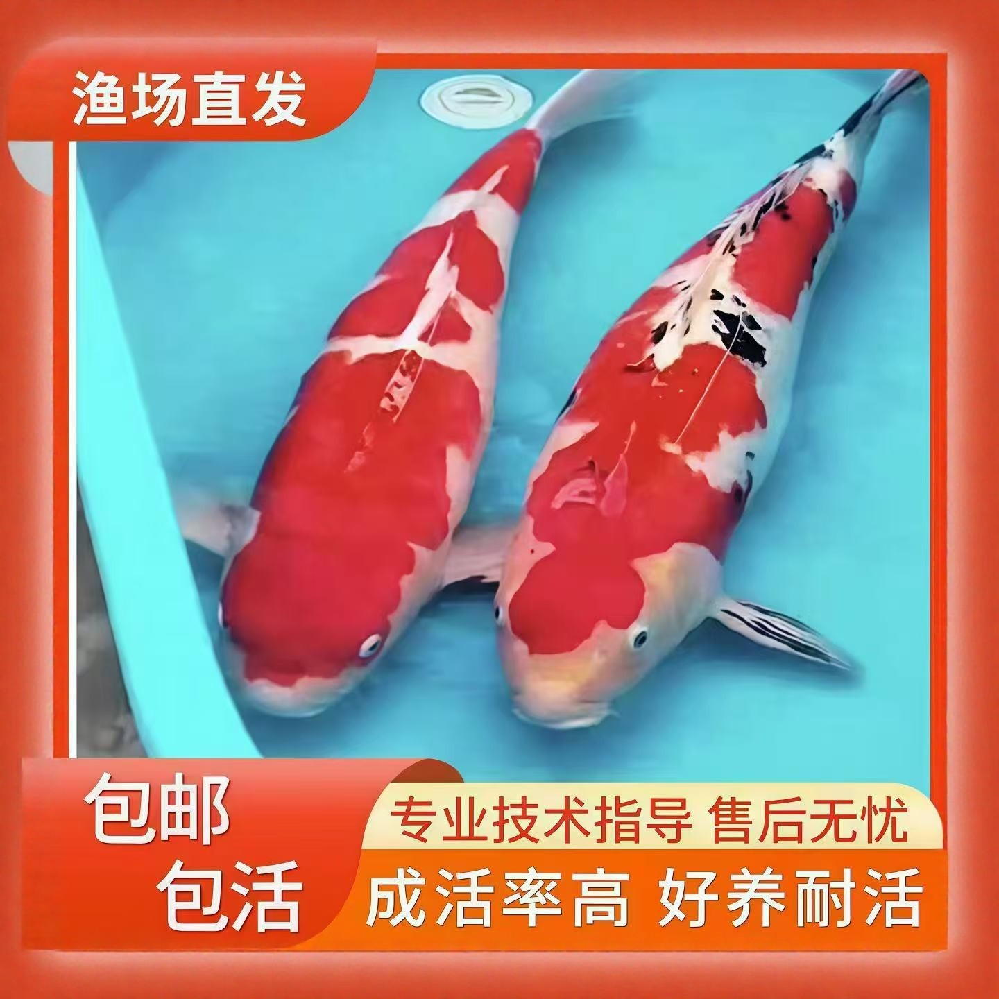 精品活体观赏鱼大型锦鲤活鱼淡水鱼纯血统大正红白三色孔雀龙凤苗,宠物/宠物食品及用品,鱼,淘宝优惠券,粉丝福利购,淘宝优惠卷