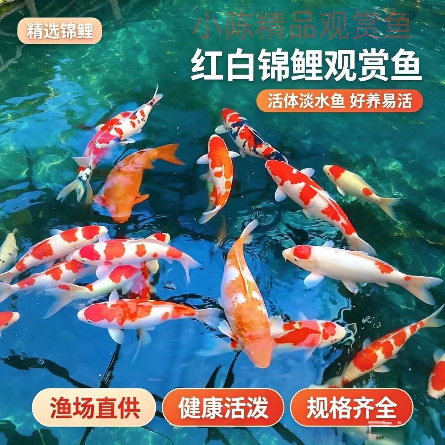 进口种鱼三色昭和红白