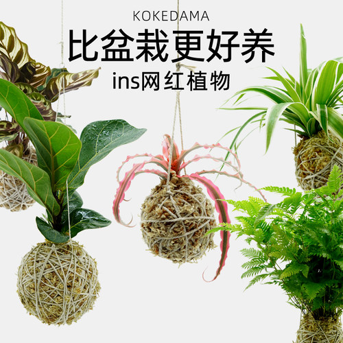 室内耐阴植物素材模板 室内耐阴植物图片下载 小麦优选