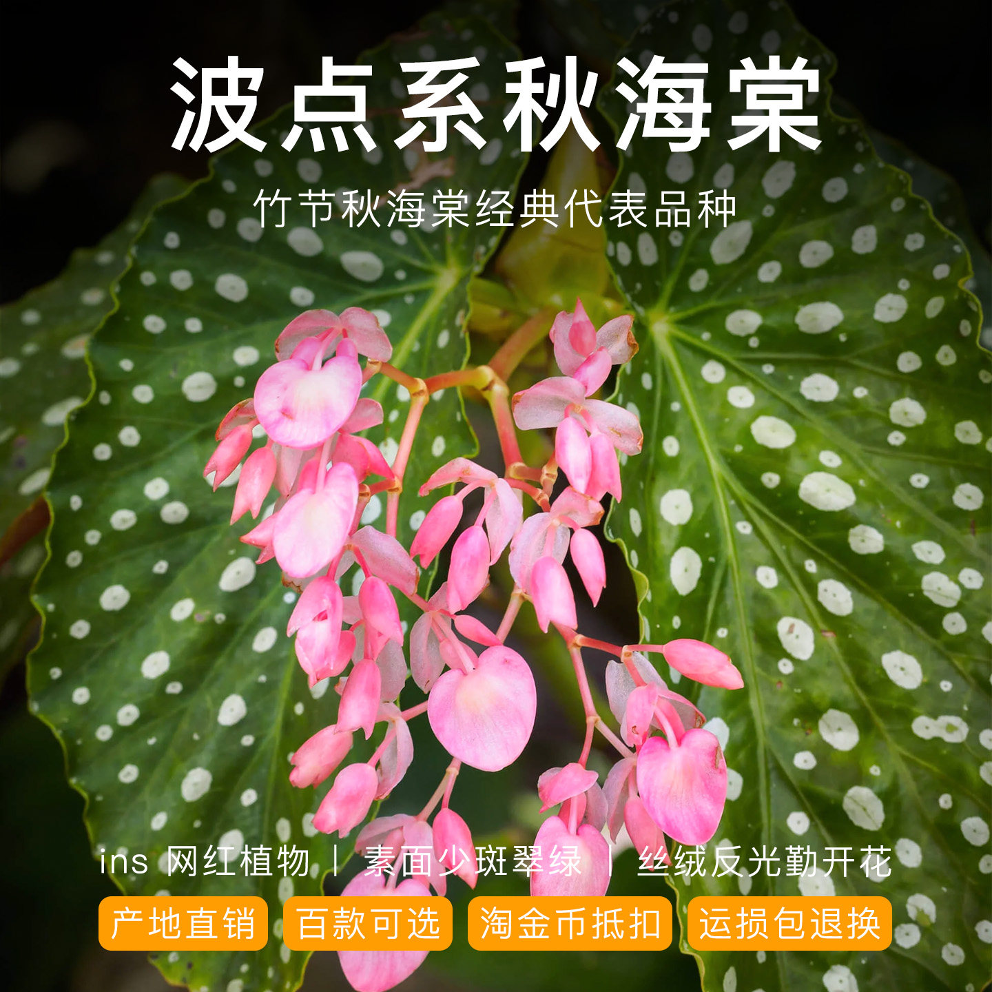 波点秋海棠网红开花观叶热带植物小盆栽鳟鱼白冰天使室内客厅耐阴,鲜花速递/花卉仿真/绿植园艺,秋海棠,淘宝优惠券,粉丝福利购,淘宝优惠卷