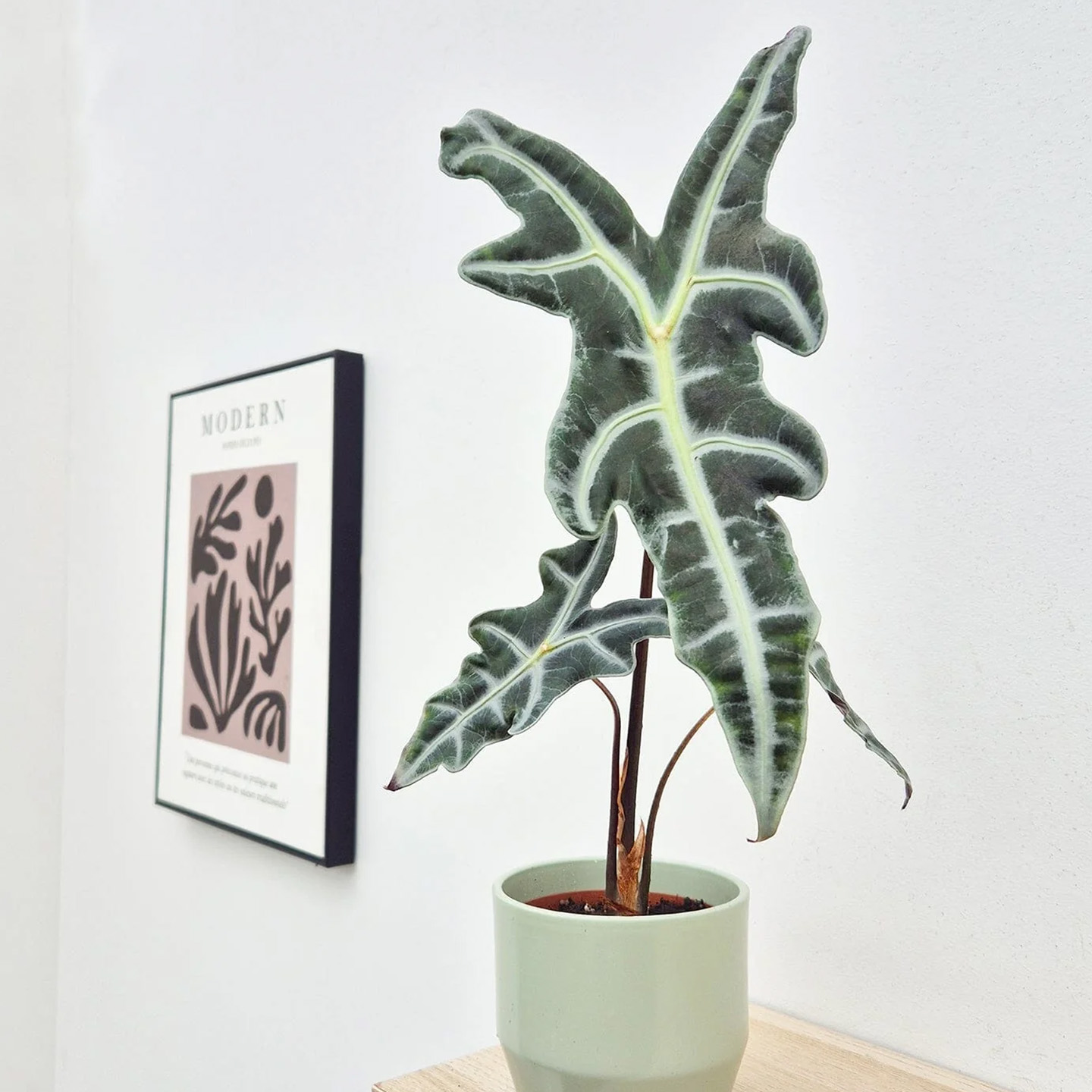 海芋滴水观音绿植盆栽耐热室内客厅阳台观叶植物大仙女白犀牛魔镜