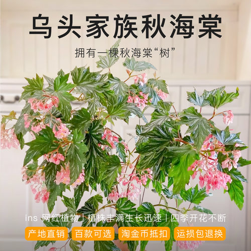 乌头秋海棠室内一年四季开花不断