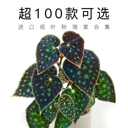ins 网红蟆叶观叶秋海棠盆栽新奇开花卉植物室内客厅阳台桌面好养