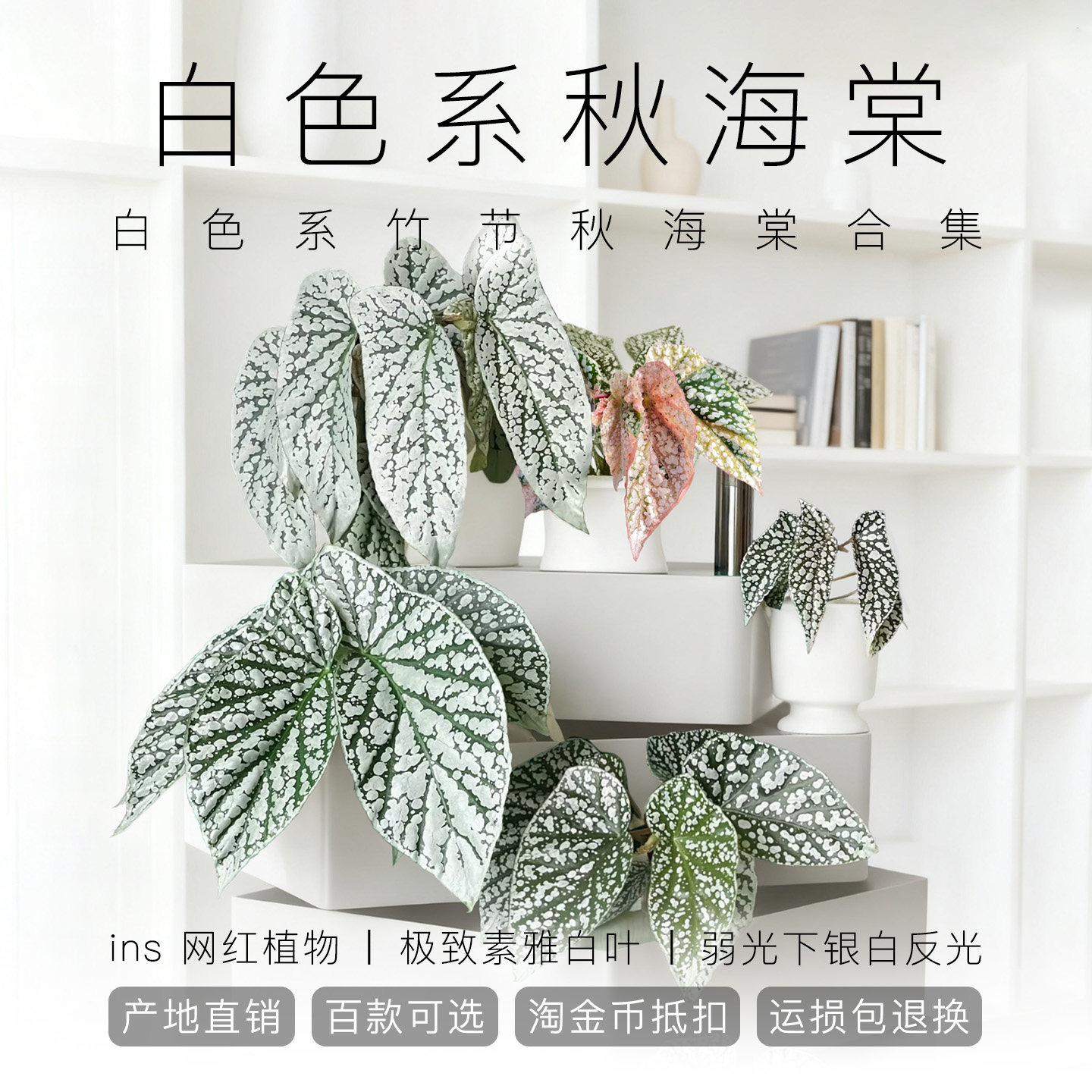 白色系秋海棠 ins网红室内盆栽植物猫耳朵梨花胡安妮塔富士山白冰