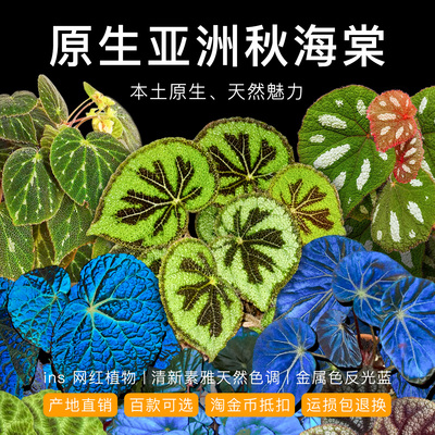 原生秋海棠室内耐旱耐阴反蓝光