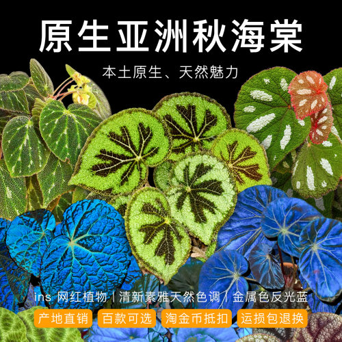 原生秋海棠室内耐旱耐阴反蓝光