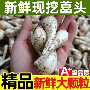 新鲜藠头现挖开春头茬茭头去叶去须茭头重庆农家蔬菜教头当季藠头