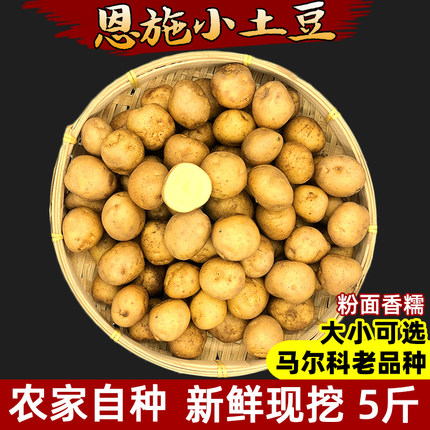 2026恩施农家自种新鲜小土豆高山富硒土壤黄心洋芋迷你马铃薯5斤