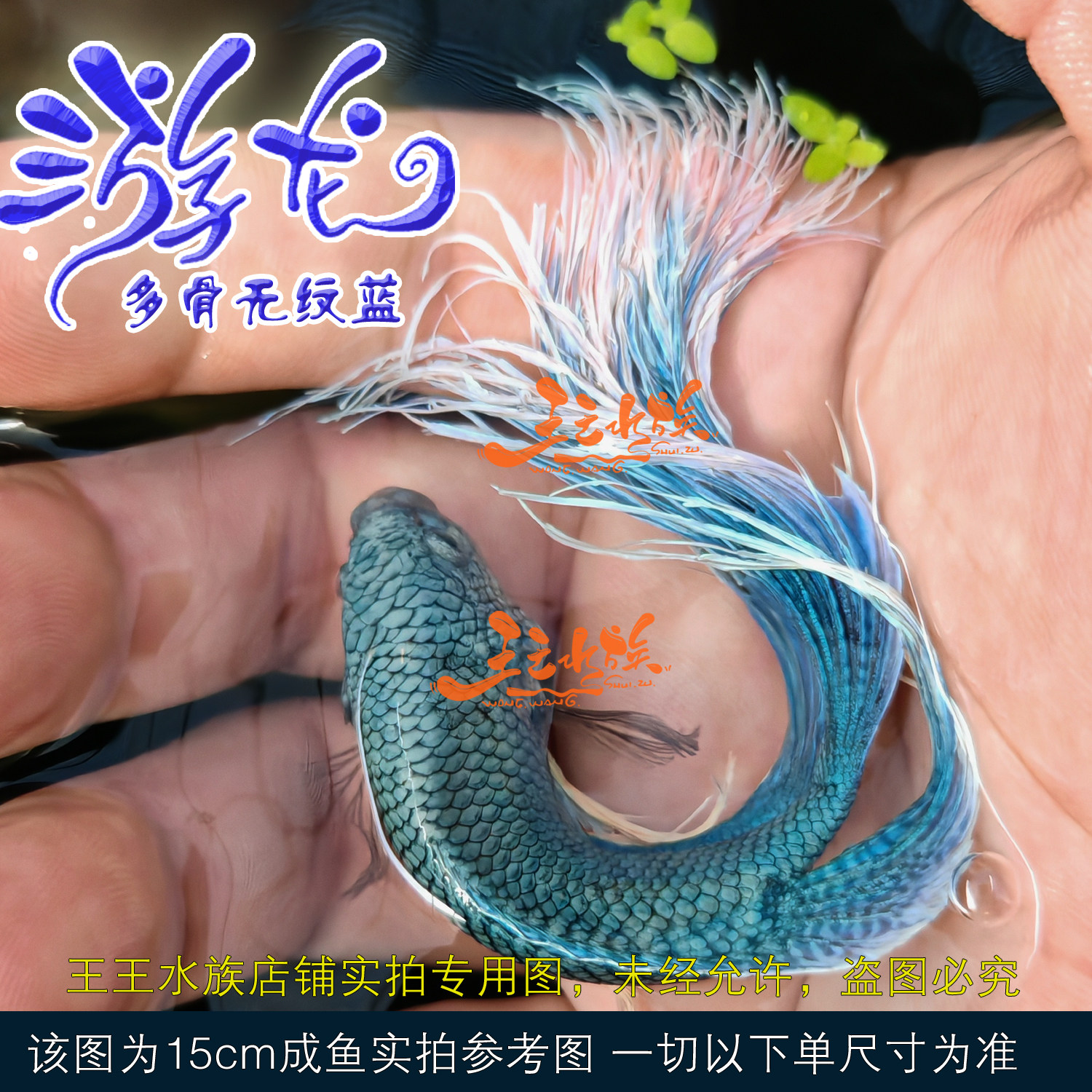中国斗鱼多骨无纹蓝活体观赏鱼淡水冷水免加温免打氧鱼苗亚成成鱼