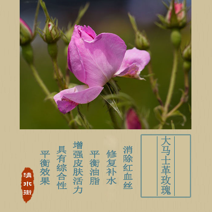 大马士革玫瑰初露鲜花饱和纯露保纯露/花水
