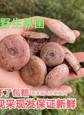 四川新鲜野生谷熟菌松树菌松乳菇松菌重阳菌雁鹅菌铜绿菌野菌
