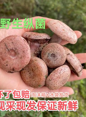 四川新鲜野生谷熟菌松树菌松乳菇松菌重阳菌雁鹅菌铜绿菌野菌