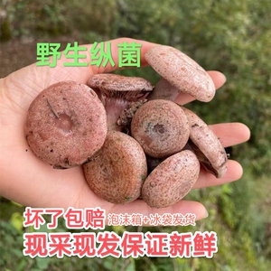 四川新鲜野生谷熟菌松树菌松乳菇松菌重阳菌雁鹅菌铜绿菌野菌