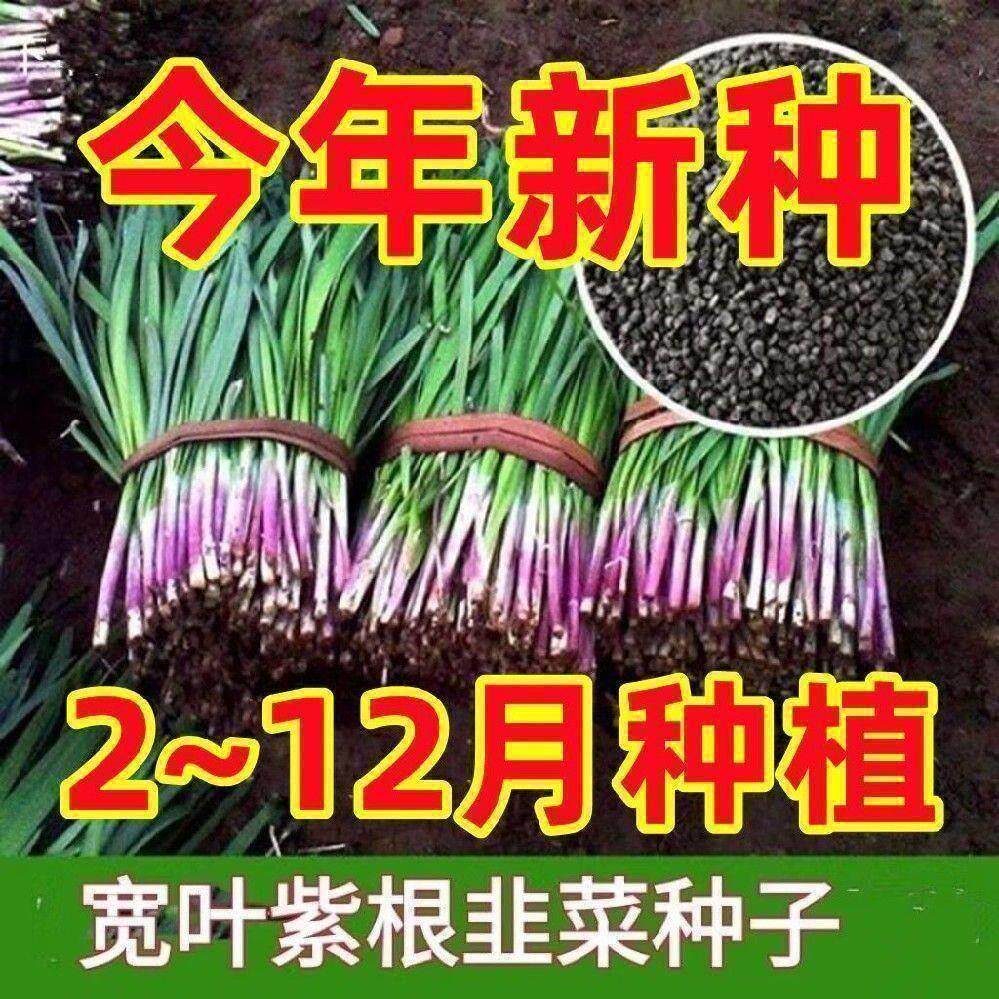 【可越冬】独根红韭菜种子韭菜种籽紫根宽叶大叶耐热耐寒高产