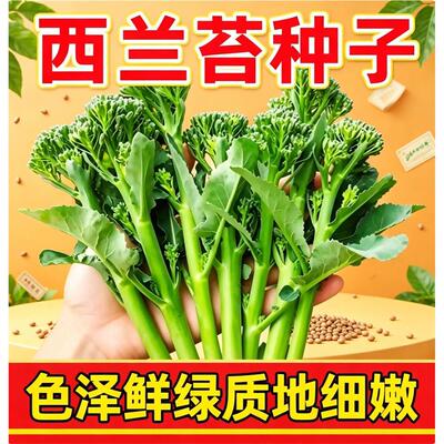 美味西兰苔种子营养花菜