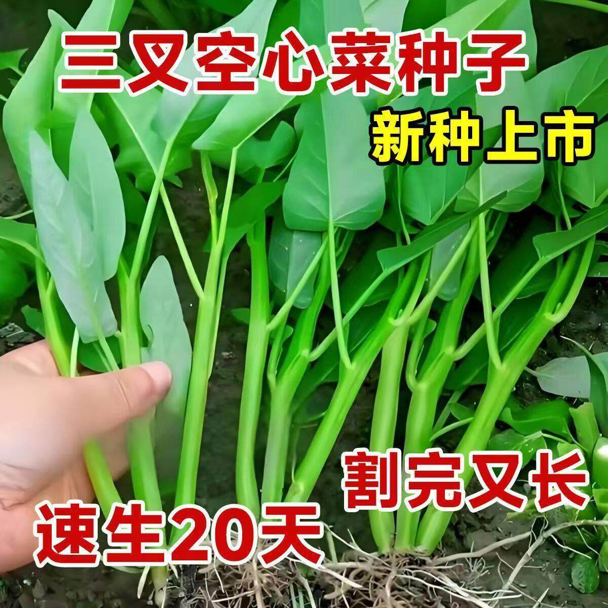 三叉空心菜种子四季易种速生20天新种蔬菜种子家庭园艺