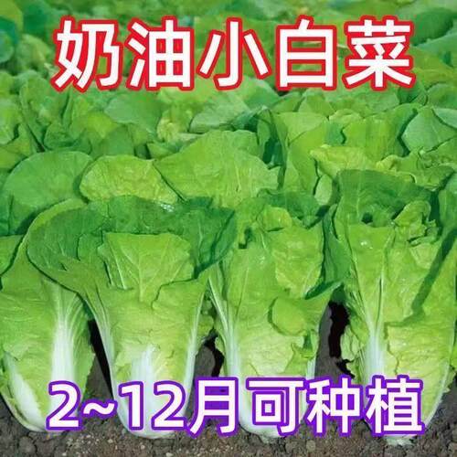 四季奶油小白菜种子快菜生菜2-12月可种植家庭阳台蔬菜种子