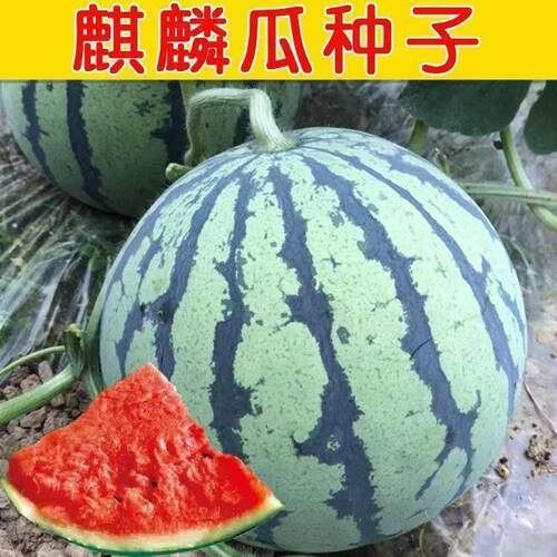 8424麒麟西瓜种子早熟特大高产超甜无籽西瓜南方四季蔬菜水果种孑