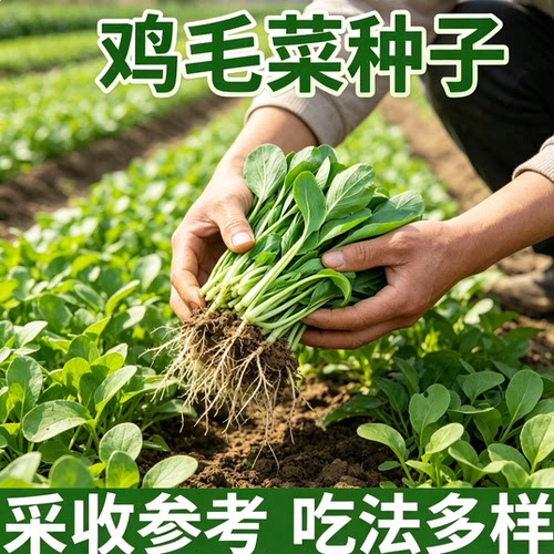 鸡毛菜种籽 嫩苗小青菜菜籽 家庭菜园露地播种 阳台盆栽蔬菜种源