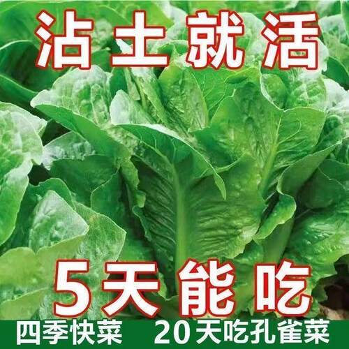 孔雀菜种籽生吃脆甜高营养直立生菜春秋播种沙拉蔬菜
