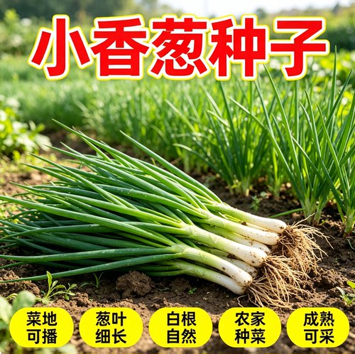葱种子四季小香葱种子章丘大葱籽阳台室内外庭院盆栽分葱蔬菜种孑