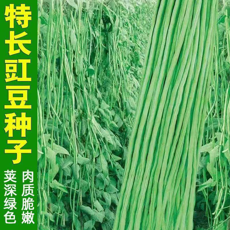 小五叶干枝梅特长豆角种子叶少果多压塌架特长豆角