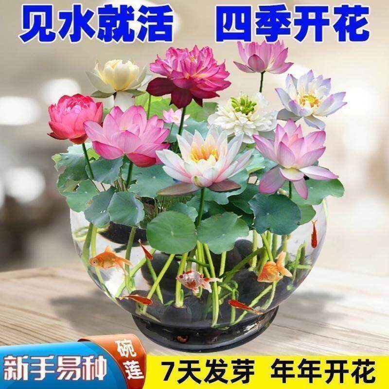 碗莲种七彩五颜六色水培花卉水养四季莲花荷花种莲藕绿植水缸植物