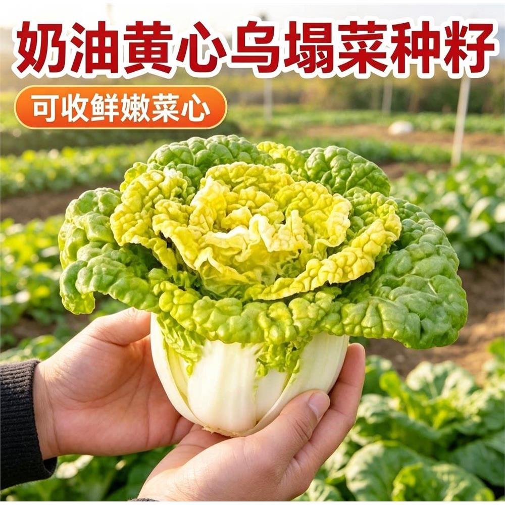 奶油黄心乌塌菜黄玫瑰雪里金花四季黄心菜菊花心菜秋冬季蔬菜
