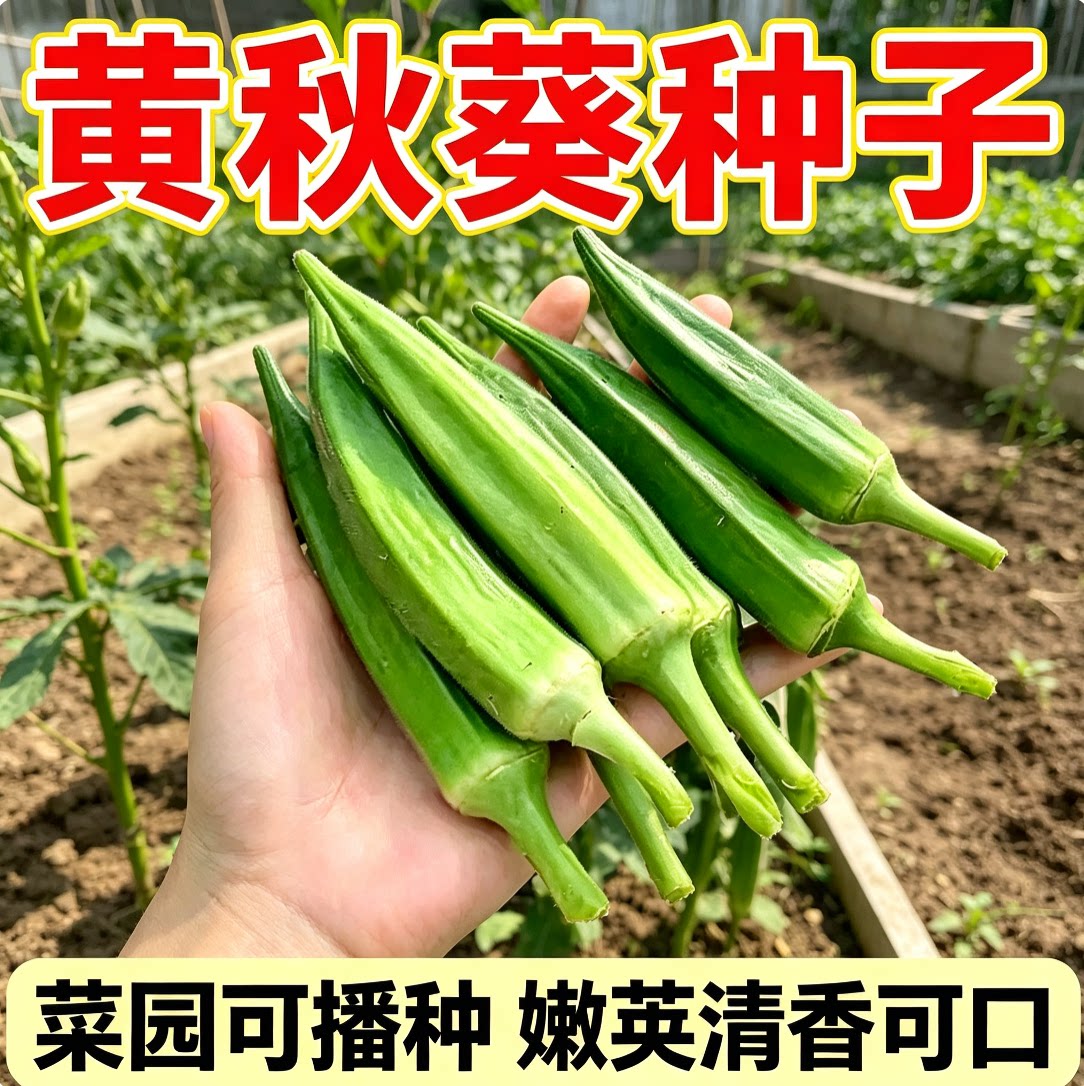 水果秋葵不易老黄秋葵可生吃的奶油秋葵农家种植新鲜时令蔬菜包邮
