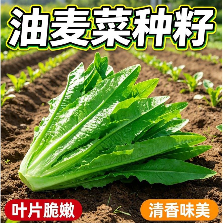 油麦菜种子四季清香无斑香麦菜籽青菜阳台盆栽农家简单种蔬菜种籽